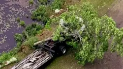 Microburst in Shirley leaves behind damage, knocked over trees